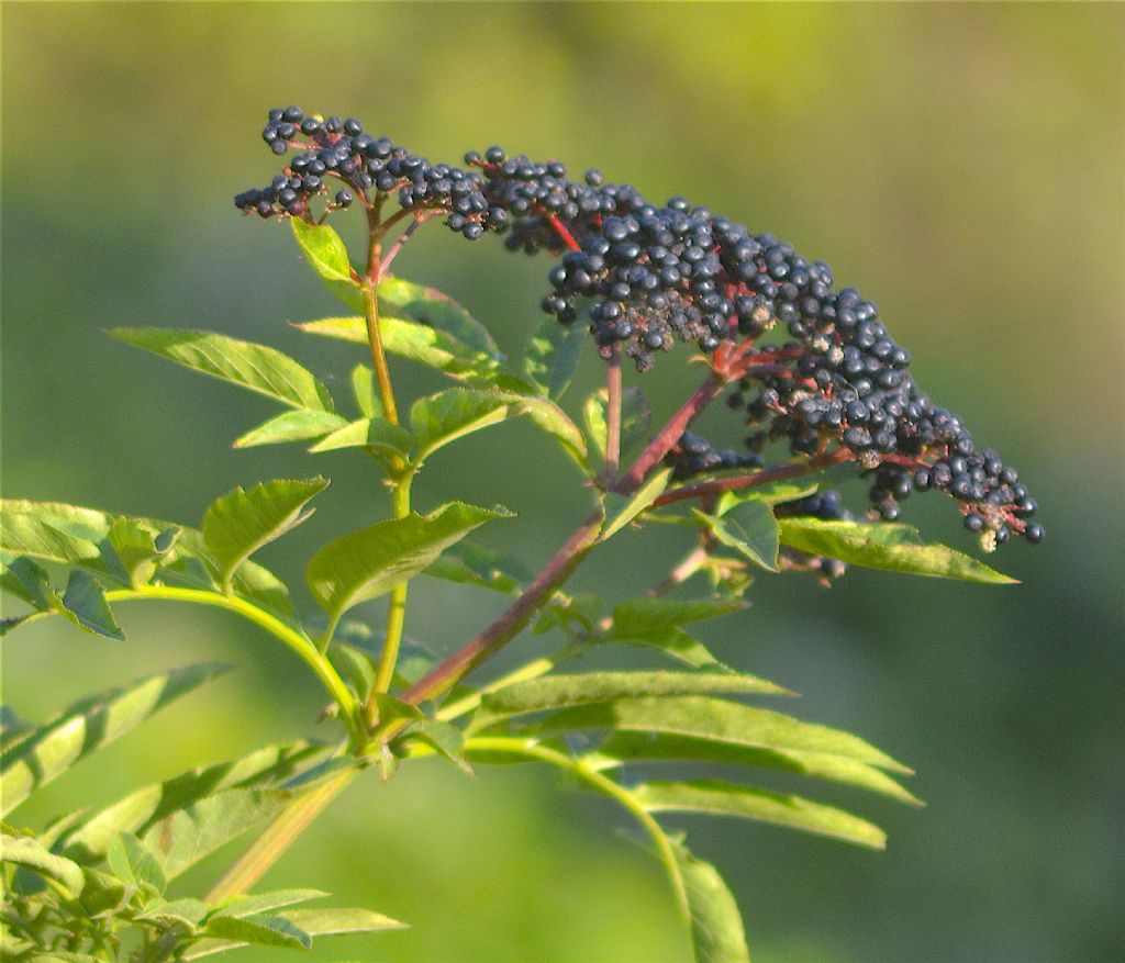 Sambucus cfr. ebulus